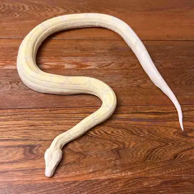 0.1 Moonglow Boa , View more
