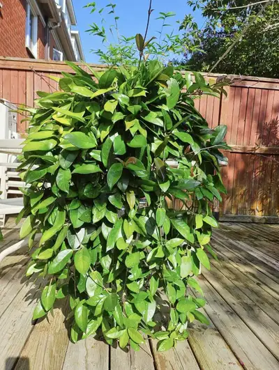 Large Hoya carnosa (Wax Plant/ Porcelain Flower) w/ pot $80-$120, View more