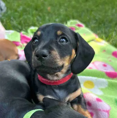 Mini Dachshund Puppies, View more
