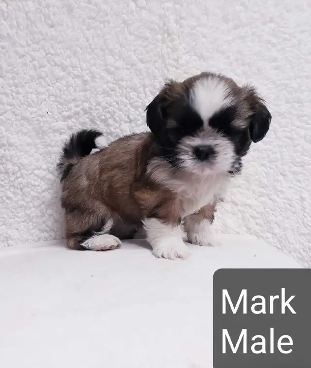 Shih tzu puppies (do not reply to this ad) in Dogs & Puppies for Rehoming in Winnipeg - Image 3