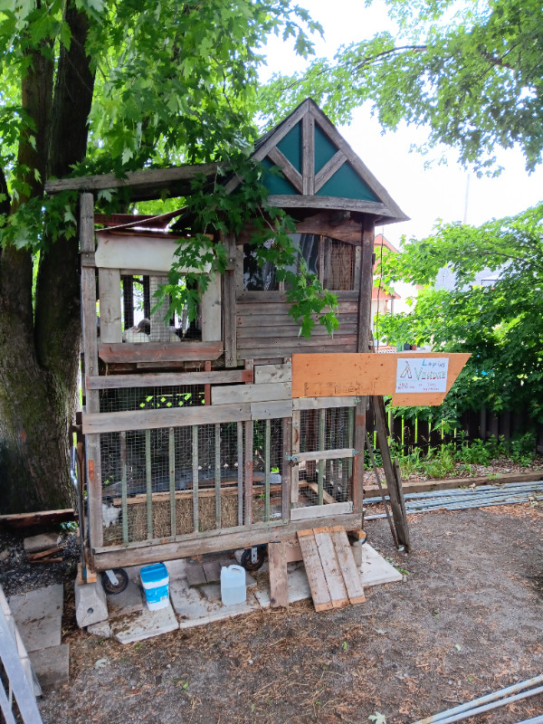 Cages et plusieurs maison pour lapins a Vendre dans Animaux de ferme  à Ville de Montréal