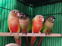 Baby Green Cheek Conures