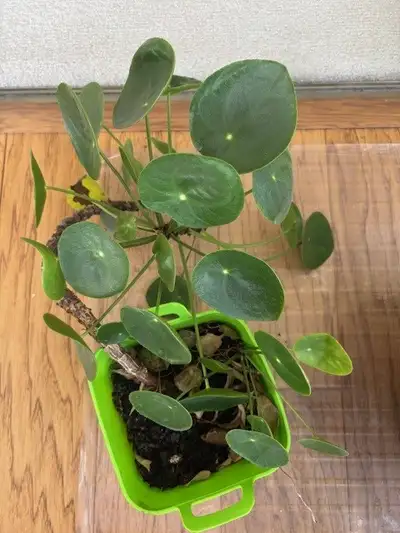 Plants for sale-rubber, chinese money plant, $15-$20 each, View more