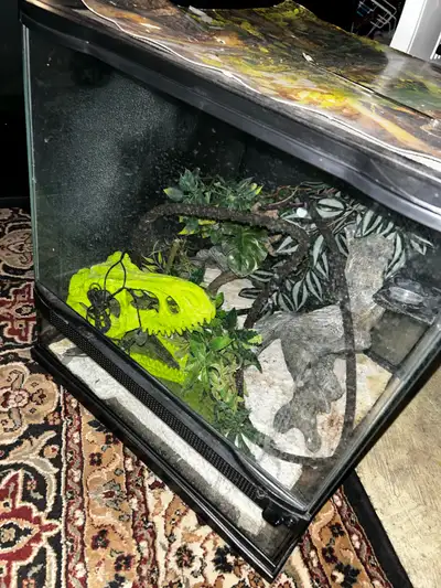 Terrarium 100$, View more