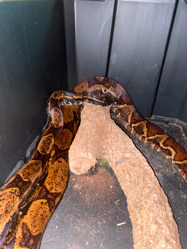 Hypo img boa for sale 400$ in Reptiles & Amphibians for Rehoming in London