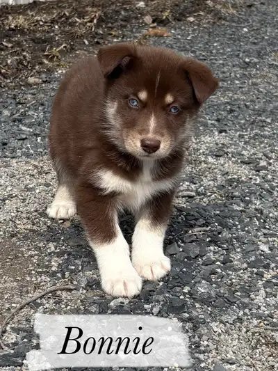 Chiots Aussies Sibériens (Husky X Berger Australien), View more