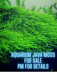 Aquarium plants