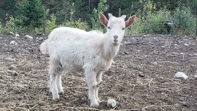 Nigerian Dwarf billy's, View more