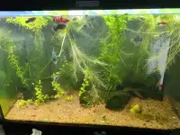 Water lettuce aquatic plant 
