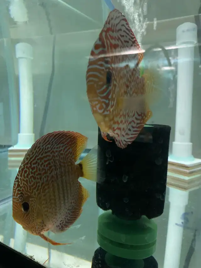 Update: Tons of baby Discus fish for sale now all 10$ in Fish for Rehoming in Mississauga / Peel Region - Image 3