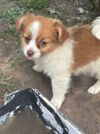 teacup puppies, View more