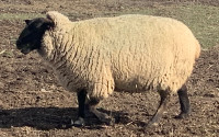 Suffolk sheep 