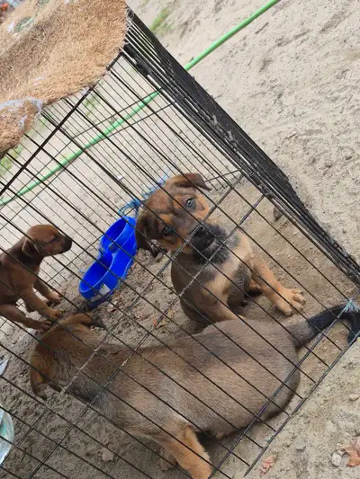 Rottweiler cross puppies, View more
