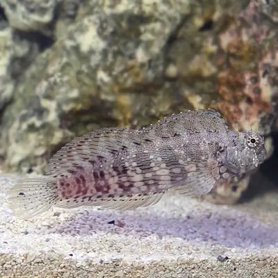 lawn mower blenny, View more