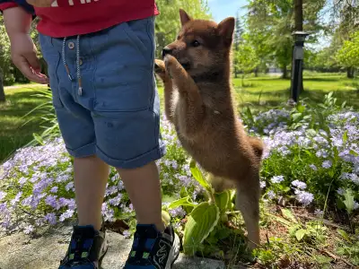 3 month old- Mame/Mini Shiba Inu puppy, View more