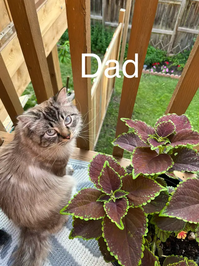 Bengal mix kitten in Cats & Kittens for Rehoming in Mississauga / Peel Region - Image 7