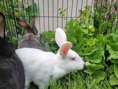 Gorgeous New Zealand and American Chinchilla Rabbits, View more