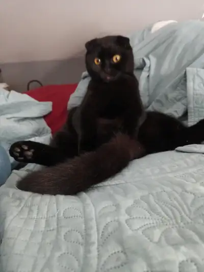 Black baby Scottish fold he is 10 months he is neutered to date on vaccinations due to unseen circum...