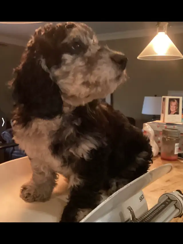 One  Merle  medium aussiedoodles  boy left! in Dogs & Puppies for Rehoming in Owen Sound - Image 5