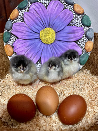 MCM hatching eggs