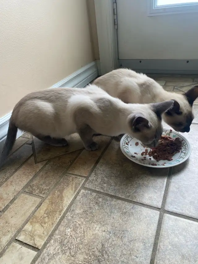 Purebred Siamese Kittens (M) - Ready to Go