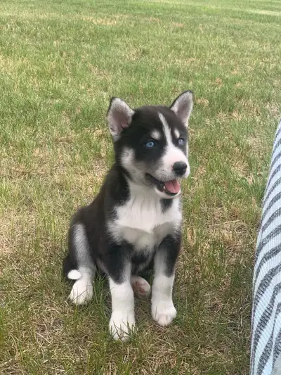 pomsky puppy, View more