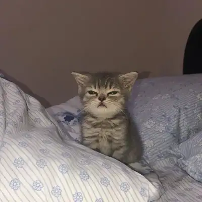 looking for a kitten, View more