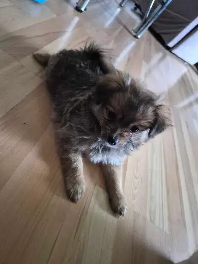 Puppies for sale, View more