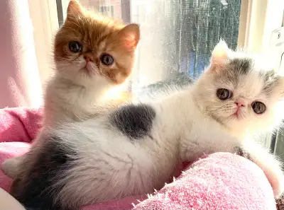 OCEANPURRLS  PERSIAN. KITTENS SHOW EXOTIC SHORTHAIRS AND LONG S, View more