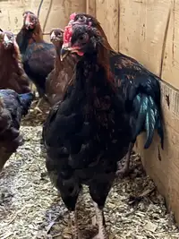 7 ROOSTERS