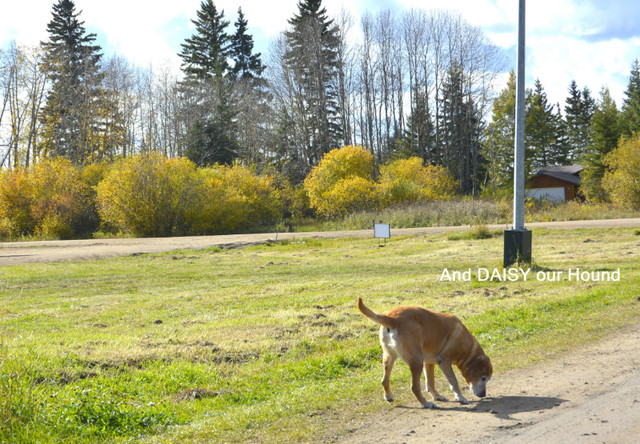 Turtle Lake Property east side Corner lot in Land for Sale in Saskatoon - Image 4