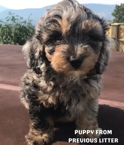 F1b Tiny Aussiedoodle Puppies coming SOON! APPLICATIONS OPEN!, View more