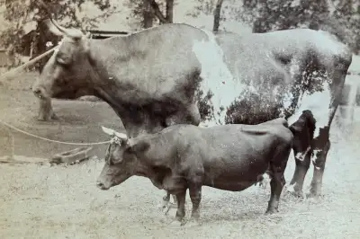 1800s antique photograph Dexter miniature cow farm livestock, View more