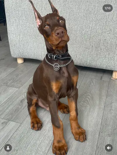 100% European Doberman Puppies for Reservation, View more