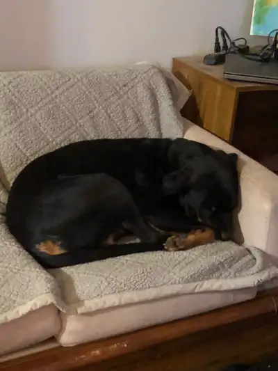 Rottweiler puppies, View more