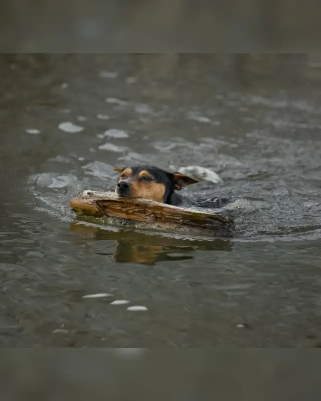 CKC Rat Terrier Puppies in Dogs & Puppies for Rehoming in Mission - Image 9