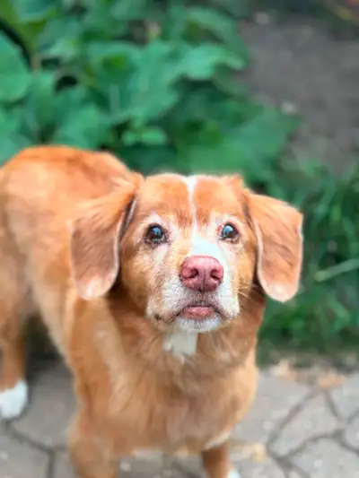 Sweet dog, 0 aggression great with people, kids, cats and dogs no separation anxiety crate trained g...