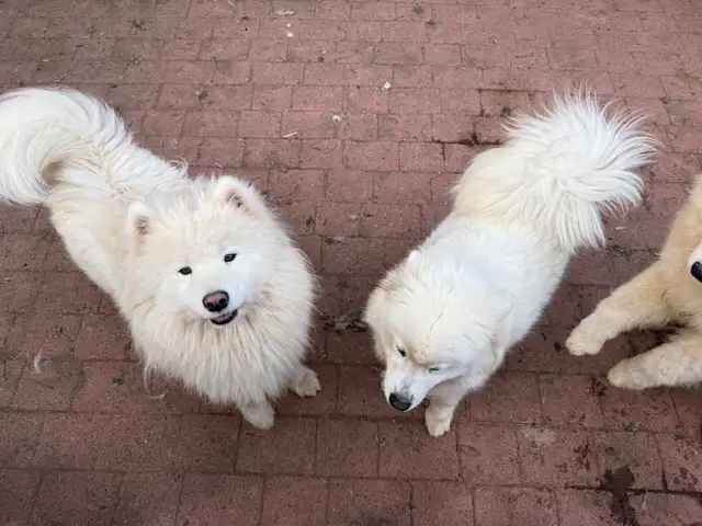 SAMOYED PUPPIES -CHIOTS SAMOYÈDES in Dogs & Puppies for Rehoming in Laurentides - Image 5