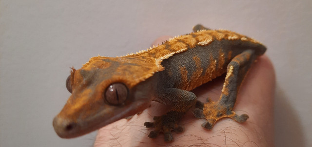 Crested Geckos in Reptiles & Amphibians for Rehoming in Ottawa