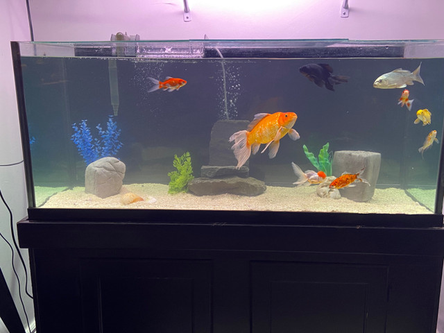 75 GALLON FISH TANK AQUARIUM - Pickering  in Accessories in City of Toronto - Image 2