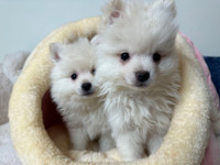 Toy size Pomeranian puppies ready to go 