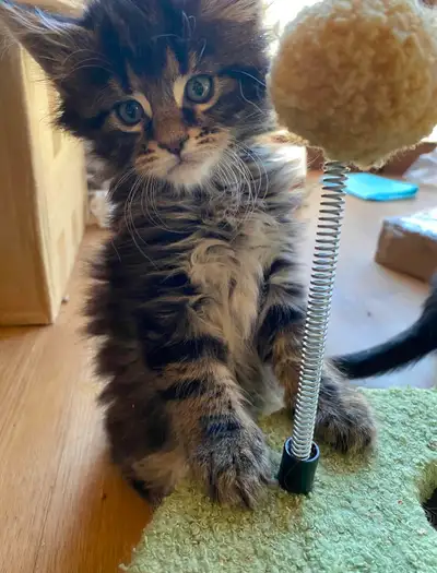 PUREBRED MAINE COON KITTENS FOR ADOPTION, View more
