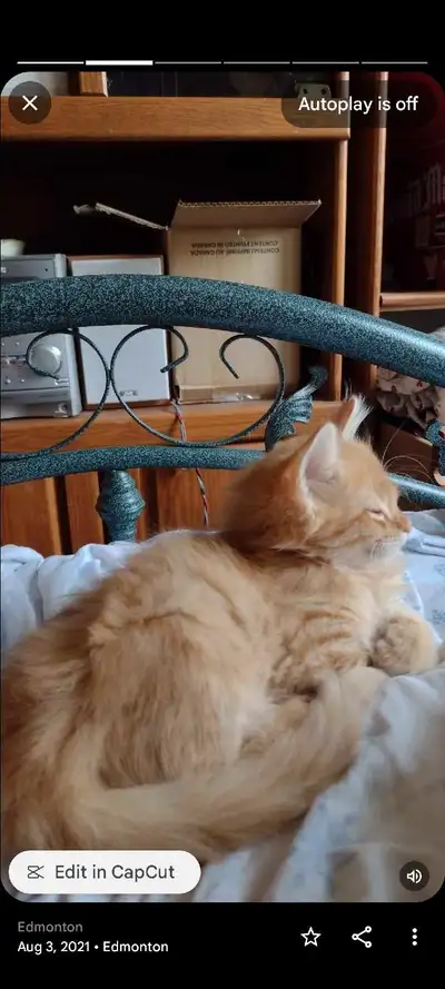 Baby Orange Fluffy Kittens shots & Dewormed Non-smoking, View more