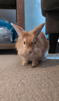 10 month old Female Lionhead up for adoption