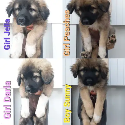 Great Pyrenees X Shepherd, View more