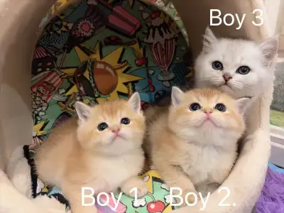 ***$699-1550 British shorthair kittens ready to new home ***, View more