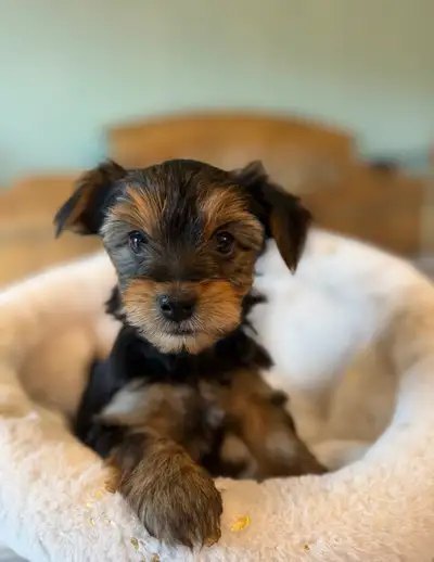 Yorkshire Terrier Puppies ****2 pups left****, View more
