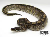 High End Pythons, Hybrids & Boa