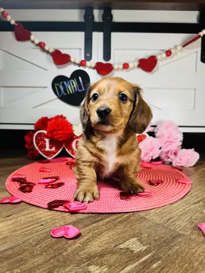 Mini Dachshund Puppies, View more