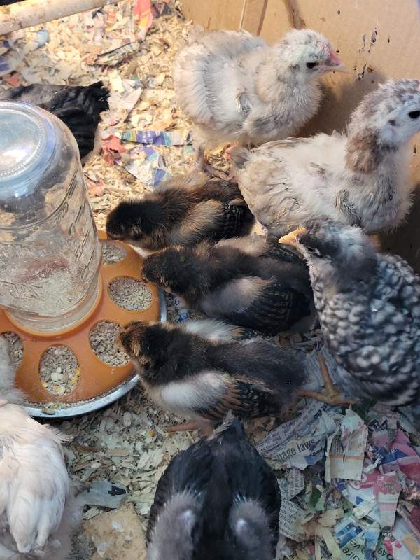 FarmChicks-Pousssins PureQuality dans Animaux de ferme  à Longueuil/Rive Sud - Image 3